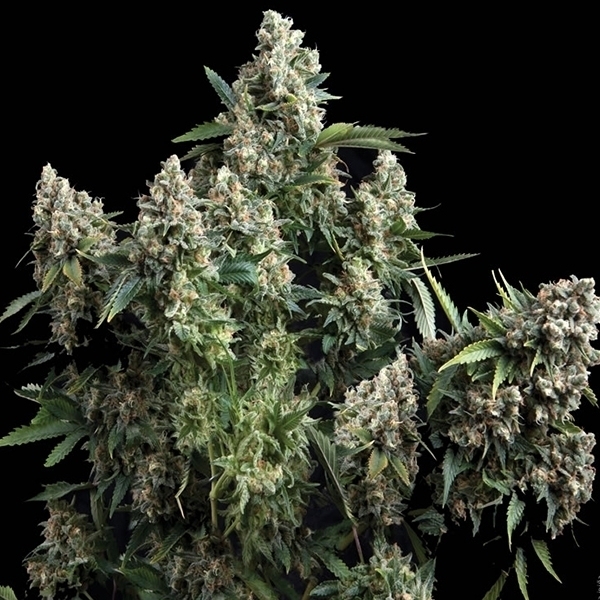 Pyramid Seeds - Tutankhamon (5-Pack) + 2 FREE
