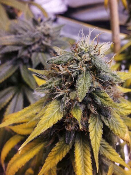DNA Genetics - Holy Grail Kush - Image 2