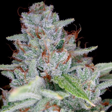 Reserva Privada - Skywalker Kush (6-Pack)