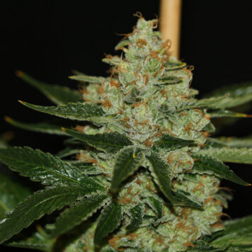 T.H. Seeds – Underdawg OG (5-Pack) + 2 FREE