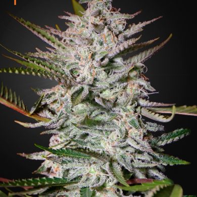 Green House Seeds - Holy Punch (3-Pack)