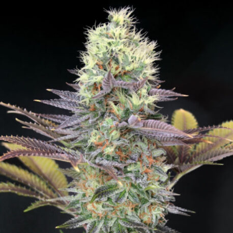 Garden of Green - Cali Bay Dream (5-Pack) + 3 Free