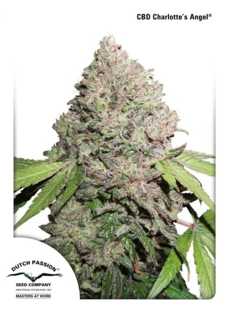 Dutch Passion - CBD Charlotte’s Angel