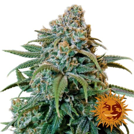 Barney's Farm - Liberty Haze (Single)