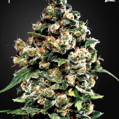 Green House Seeds - Jack Herer