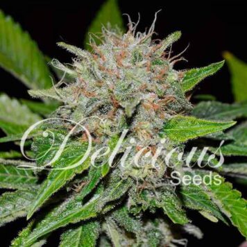 Delicious Seeds - Deep Mandarine (5-Pack)
