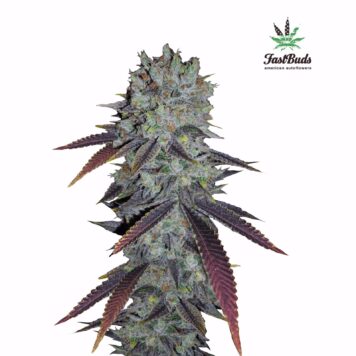 Mexican Airlines Auto » Fast Buds, Fast Buds - Autoflowering, Seeds