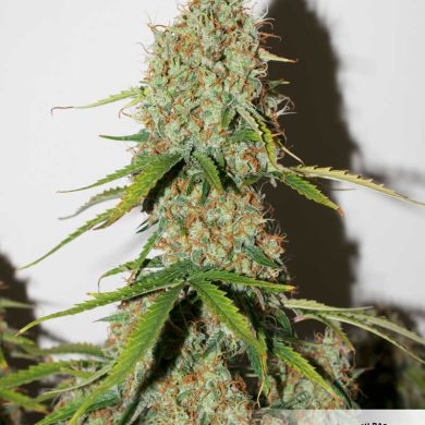 Dutch Passion - Auto Brooklyn Sunrise