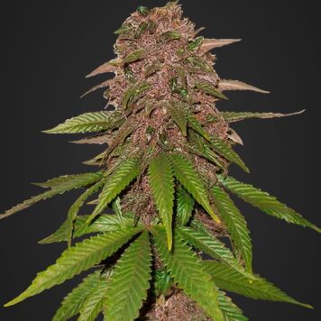 FastBuds Seeds - C4 Auto (Pack)