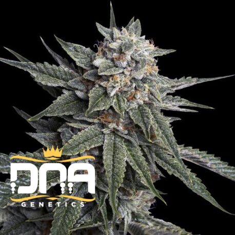 DNA Genetics - Holy Grail Kush