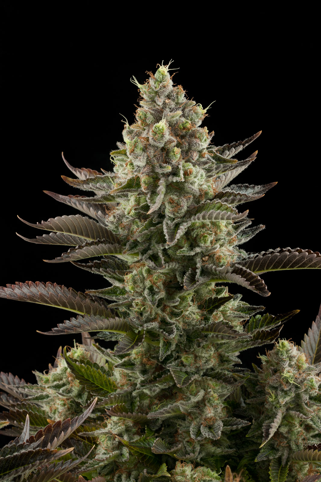 Dinafem Seeds - White Widow (Single)