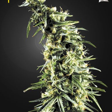 Green House Seeds - Hawaiian Snow (10-Pack)