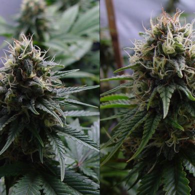 Resin Seeds- Yummy (5-Pack)