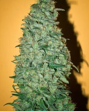 Mandala Seeds - Californian Dream (6-Pack)