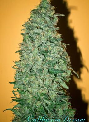 Mandala Seeds - Californian Dream (6-Pack)