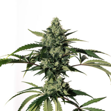 Medical Marijuana Genetics - Hiydrow (HY-1) (10-Pack)