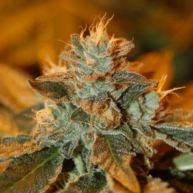 DNA Genetics - Cataract Kush