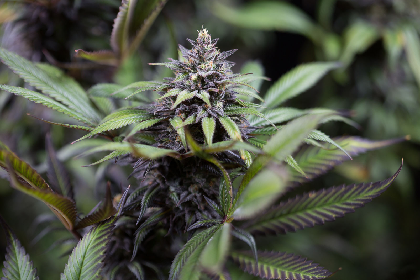 Dinafem Seeds - Dinamed CBD