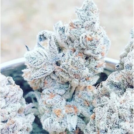 In House Genetics - Jelly Breath S1 (10-Pack) Fems