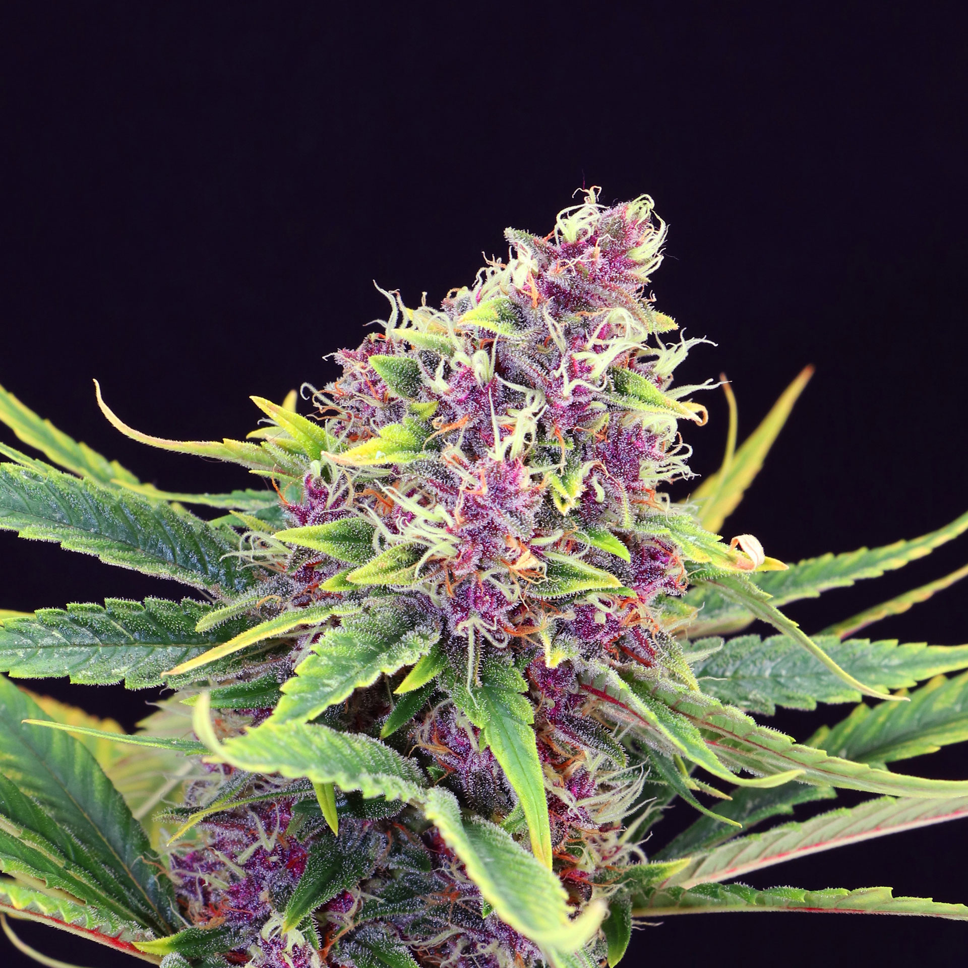 Kannabia Seeds - Purple Kush