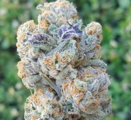 In House Genetics - Slurricane (5-Pack) Fems