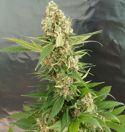 Expert Seeds - Gorilla Ice Cream Fem (5-Pack) +3 FREE