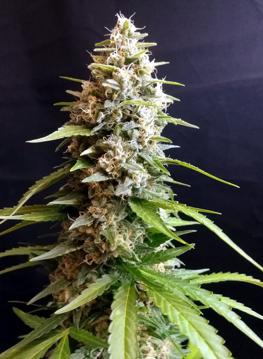 G13 Labs - Maltezerz