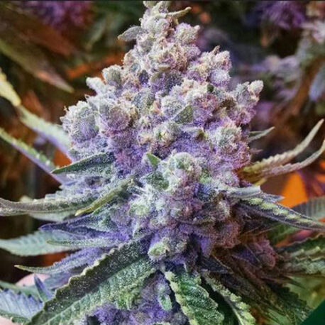 Ethos Genetics - Sour OG Cheese (10-Pack)