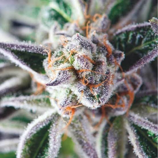 Pyramid Seeds - Do-Si-Dos (5-Pack) + 2 FREE
