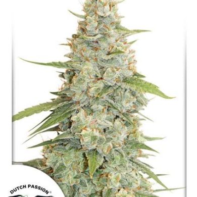 Dutch Passion - Meringue