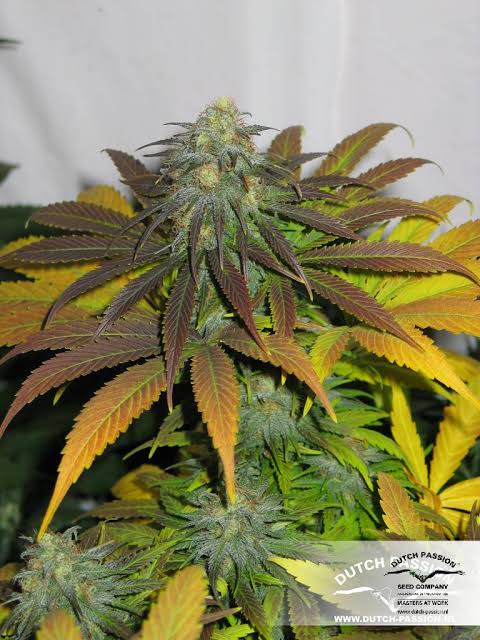 Dutch Passion - Californian Orange (3-Pack)
