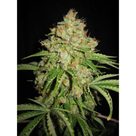 Green Smoke Room Seeds - White Widow Auto