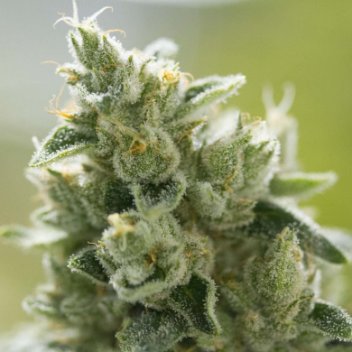 Green Smoke Room Seeds - Bluetooth 3.0 Auto