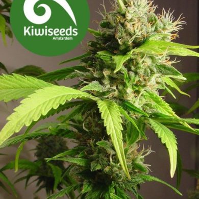 Kiwiseeds - Mako Haze