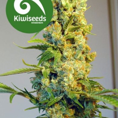 Kiwiseeds - Milky Way