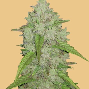 Fastbuds Seeds - Original Auto Amnesia Haze