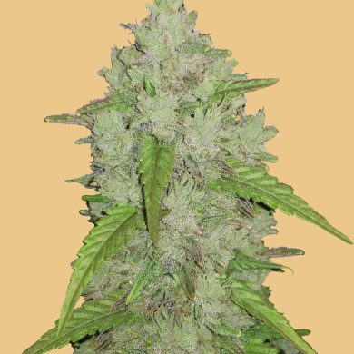 Fastbuds Seeds - Original Auto Amnesia Haze