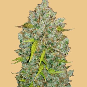 Fastbuds Seeds - Original Auto BubbleGum