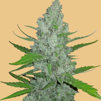 Fastbuds Seeds - Original Auto Sour Diesel