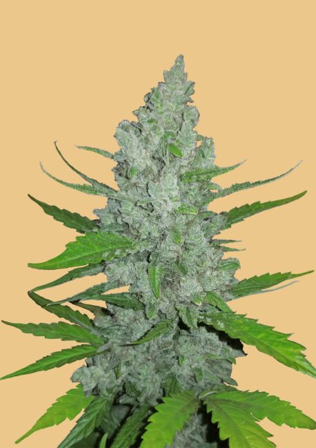 Fastbuds Seeds - Original Auto Sour Diesel
