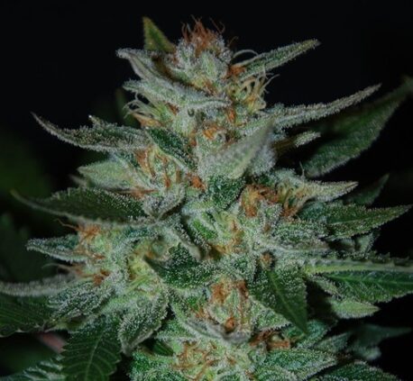 Expert Seeds - Blue Cheese (5-Pack) + 3 Free