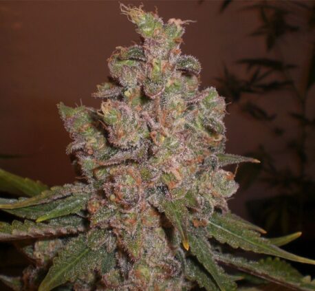 Expert Seeds - Cheese (5-Pack) + 3 Free