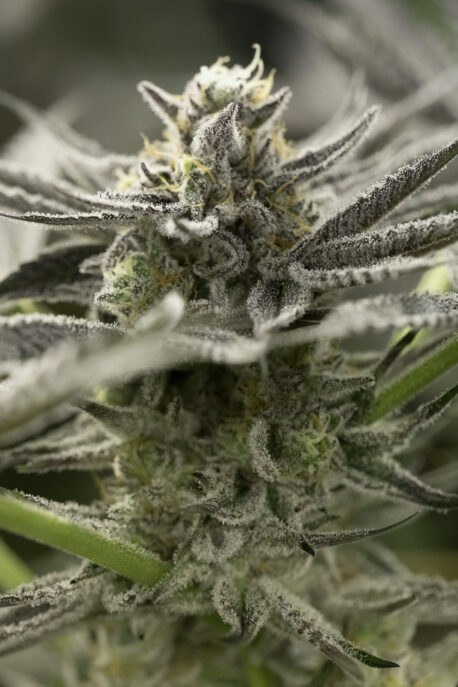 Humboldt Seed Organization - OGKZ FAST (Single)