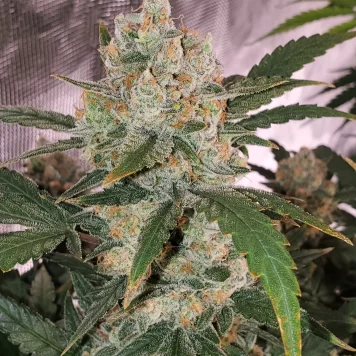 Fastbuds Seeds - Original Auto Chemdawg