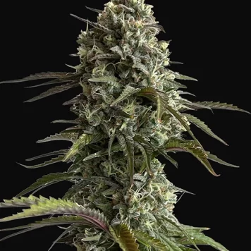 Fastbuds Seeds - Original Auto Skunk