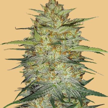 Fastbuds Seeds - Original Auto OG Kush