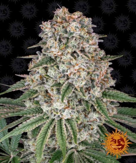 Barney's Farm - Tropicanna Banana (5-Pack)