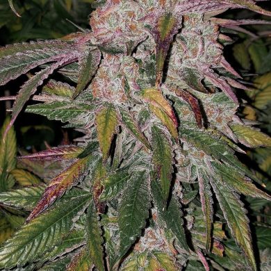 Ethos Genetics - Purple Thai Auto Rbx1