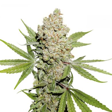 Dutch Passion - Auto Lemon Kix