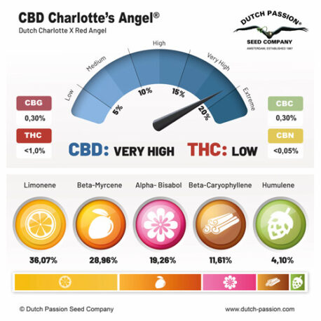 Dutch Passion - CBD Charlotte’s Angel - Image 2